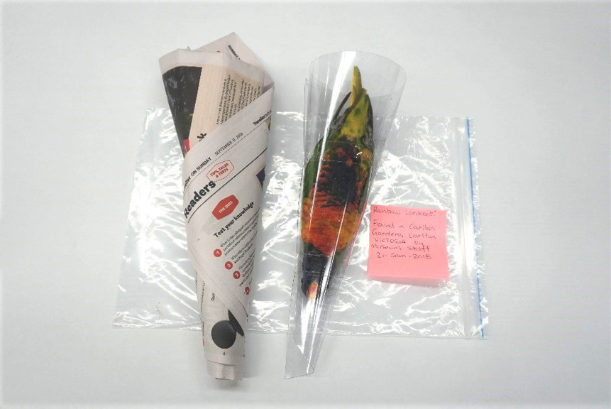 Bird carcass wrap in clear plastic
