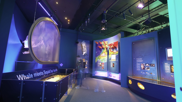 Whale meets Giant Squid section in Marine exhibition