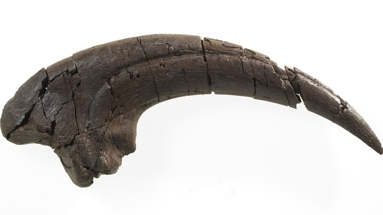 Australovenator sp., theropod dinosaur, claw. Registration no. P 239464.