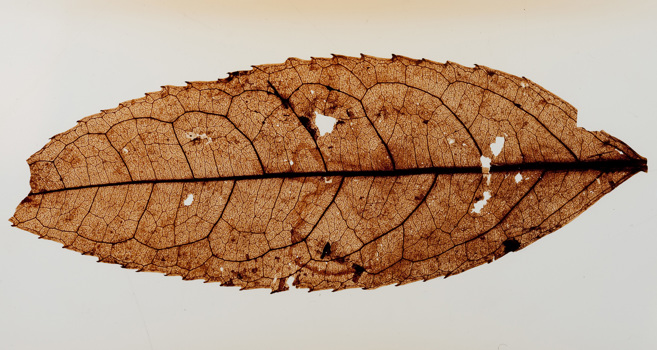 Magnoliidae specimen: a mummified leaf