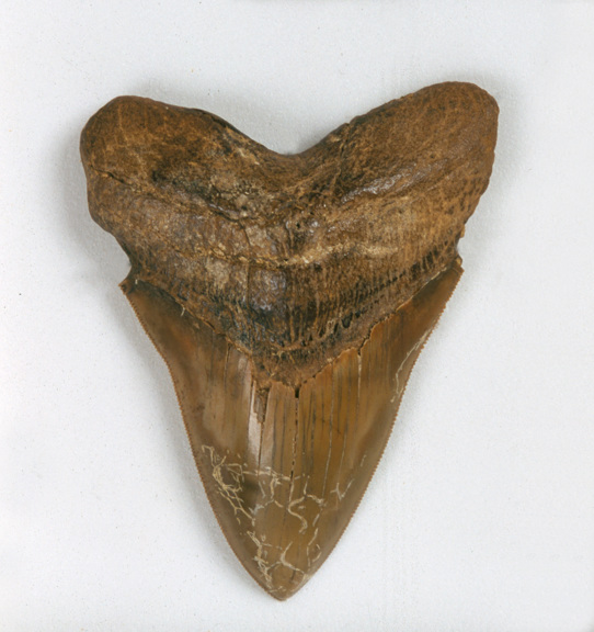 Fossil shark tooth