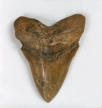 Fossil shark tooth