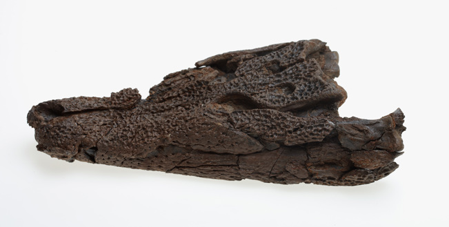 Kambara skull with jaws from the Cainozoic era