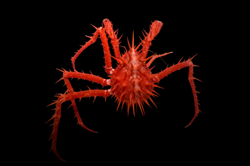 A spiky red crab on a black background