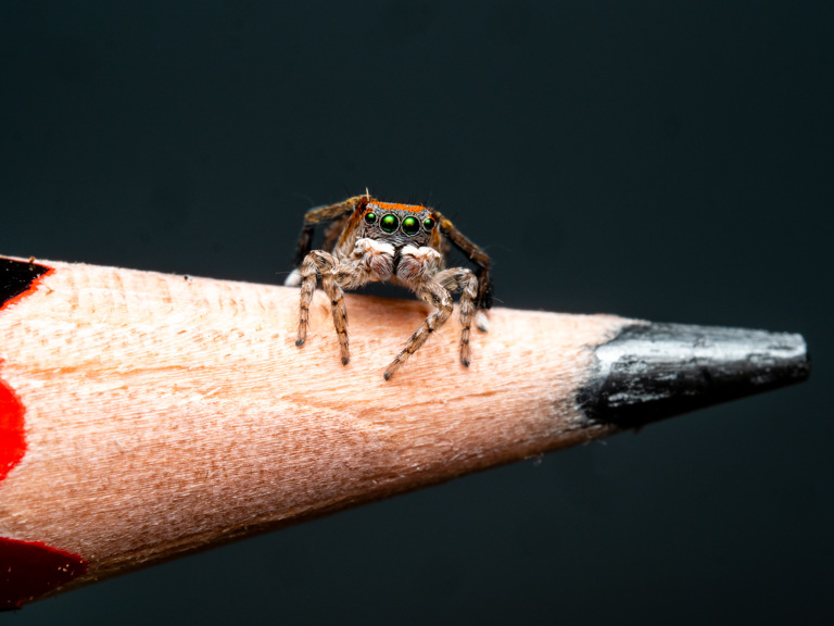 A tiny orange and brown peacock spider sitting on the tip of a lead pencil