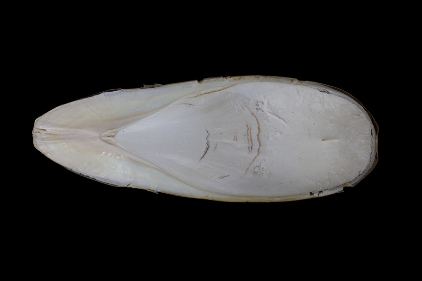 Giant Cuttlefish bone