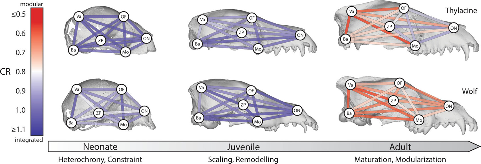 Digital images comparing growth of Tasmanian tiger and wolf skulls 