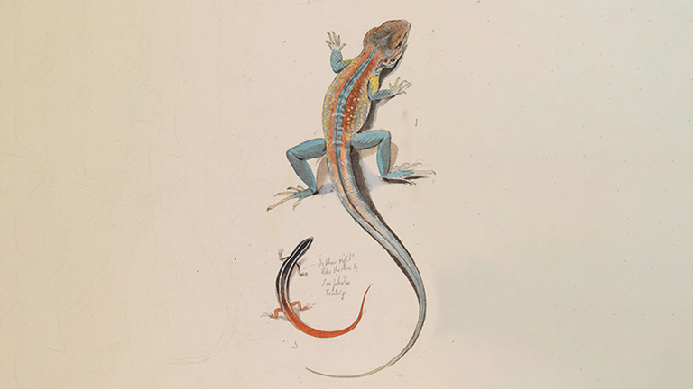lizard