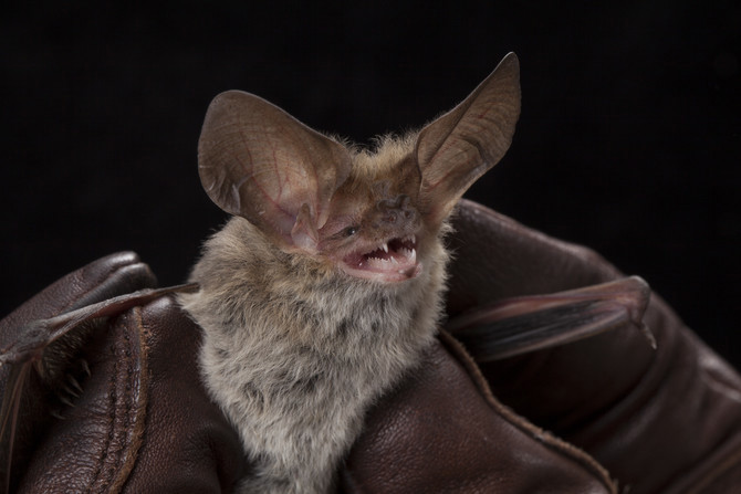 Close shot of a small bat with big ears 