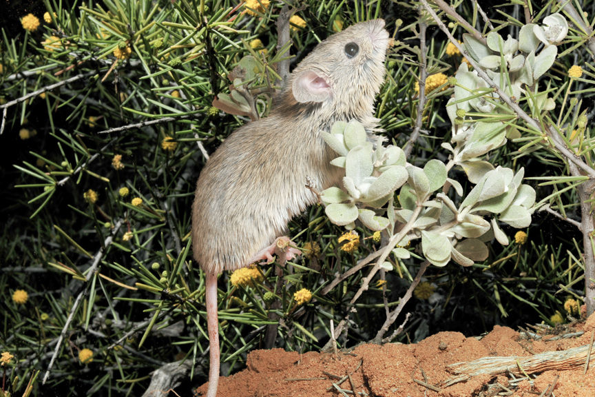a small mouse climbing in a bush