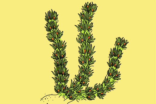 Illustration of Baragwanathia