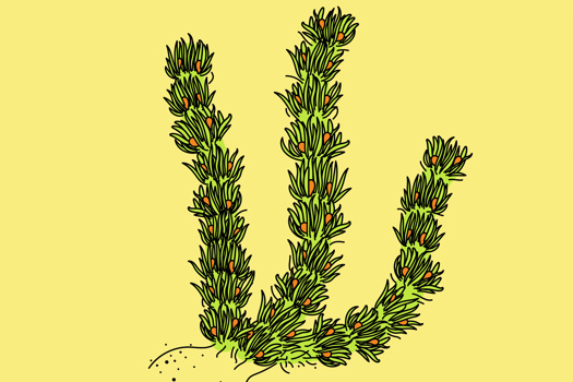 Illustration of Baragwanathia