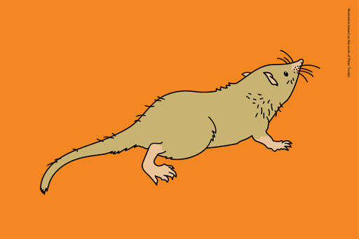 Illustration of Bishops whitmorei