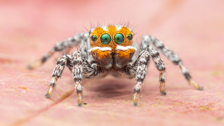 a closeup of a small orange coloured spider with big eyes
