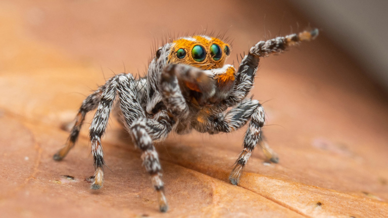 a closeup of a small orange coloured spider with big eyes pointing of its legs