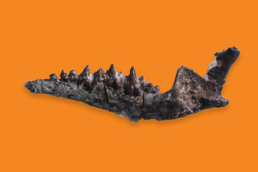 Photograph of a fossil of Bishops whitmorei