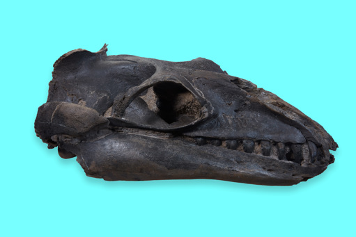Photograph of a fossil of Janjucetus hunderi