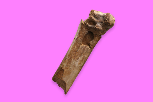 Photograph of a fossil of Pelagornis