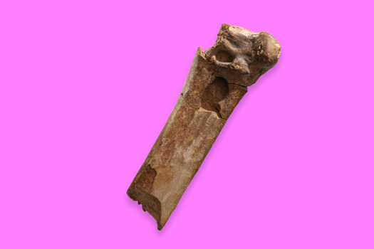 Photograph of a fossil of Pelagornis