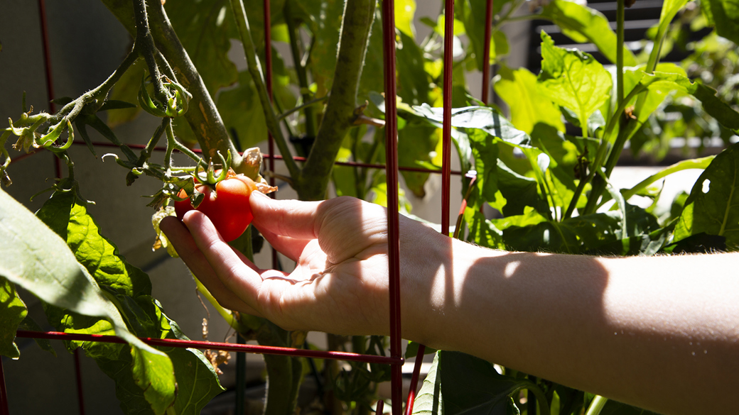Hand picking a tomato from a vegetable garden bed at Immigration Museum.