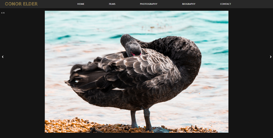 A screenshot of Conor’s website. A photograph of a black swan against blue water is featured.