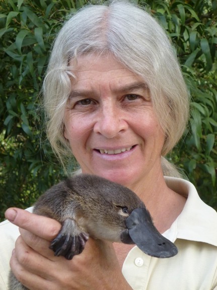 a smiling silver haired woman holds a small platypus