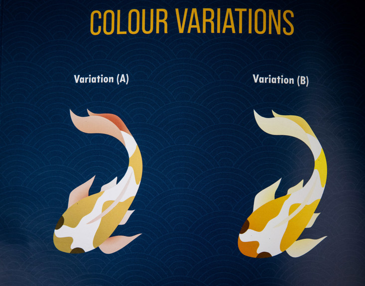 A photograph of a blue patterned page from a style guide. Two illustrated Koi fish are shown with variations of the colours orange, yellow and white.