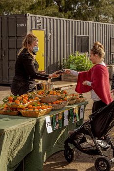 Woman buy orange citrus fruit at a farmers market