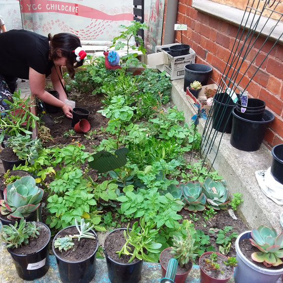 A person tending a garden plot
