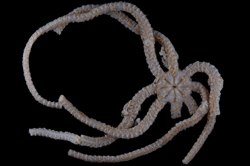 an eight legged sea creature