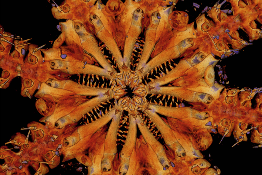 a closeup of eight sets of jaws arranged on a central body disc