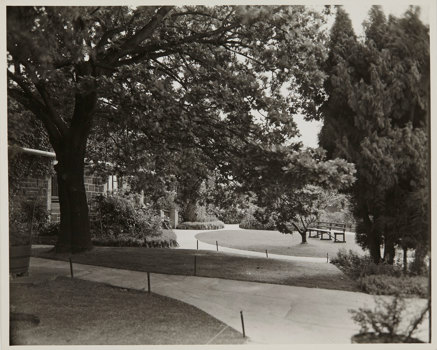 Paths winding through trees