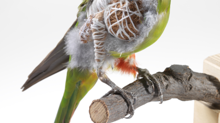 Taxidermy training model of a Princess Parrot