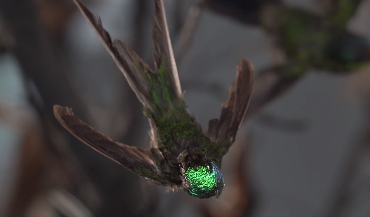 Close-up on of a hummingbird