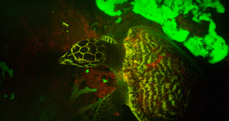 A hawksbill sea turtle (Eretmochelys imbricata) showing biofluorescence