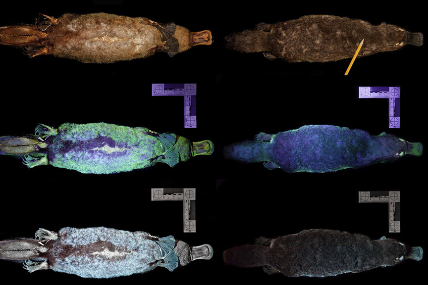 images of a platypus glowing under UV light