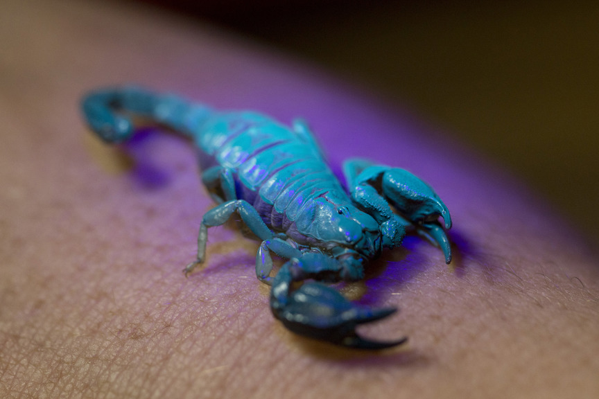a small scorpion glowing green under uv light