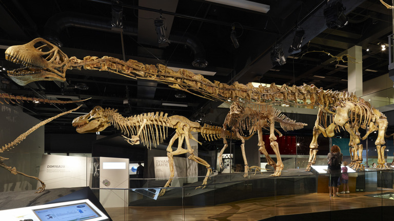 dinosaur skeletons on display in a museum