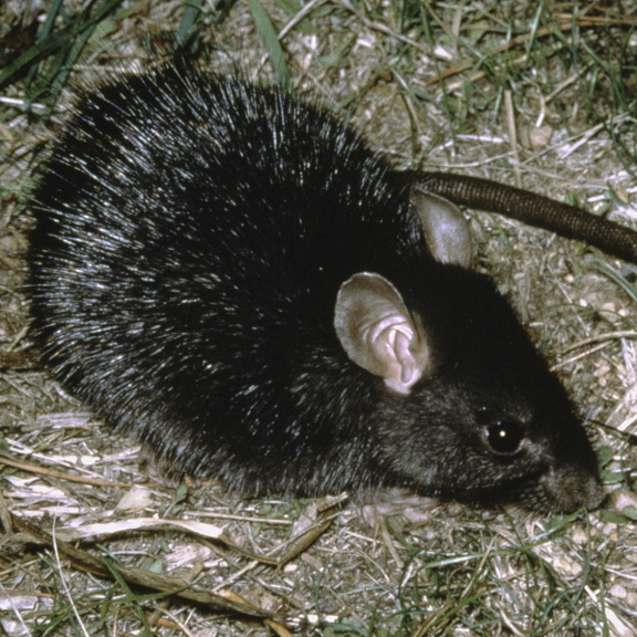small rodent