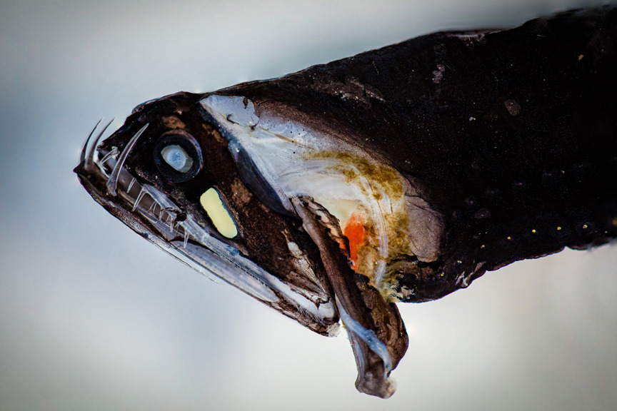 A small fish with big teeth
