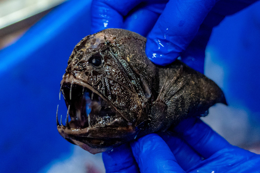 a pair of gloved hands hold a small fish with big teeth