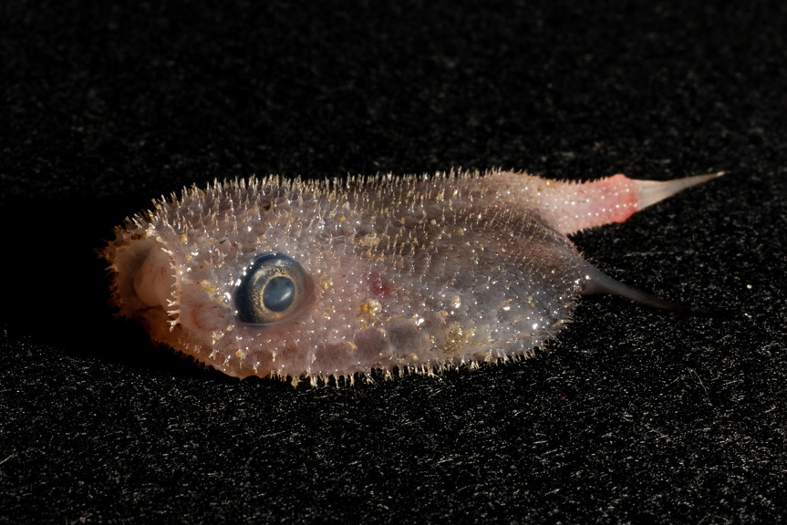 A small flat fish with big eyes