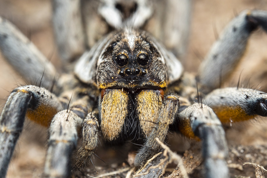 a spider looking straight at the viewer