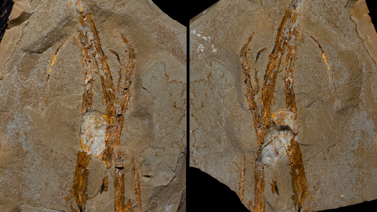 two slabs of stone, side by side, with orange streaks in the shape of a reedy plant
