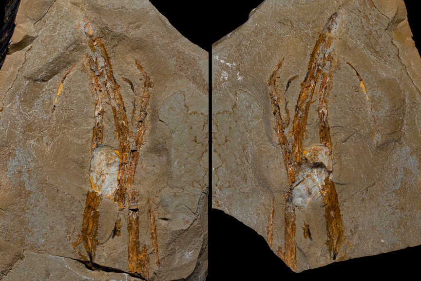 two slabs of stone, side by side, with orange streaks in the shape of a reedy plant 