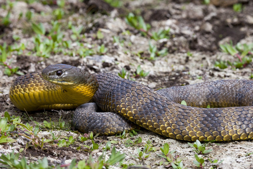 a brown and yellow striped snake raising its head