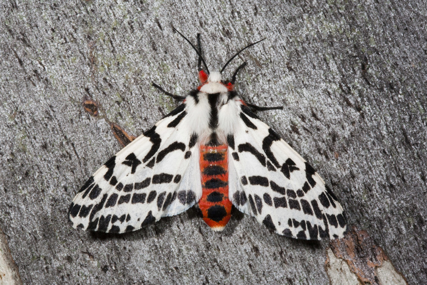 A black and white moth with a vibrant orange and black striped abdomen