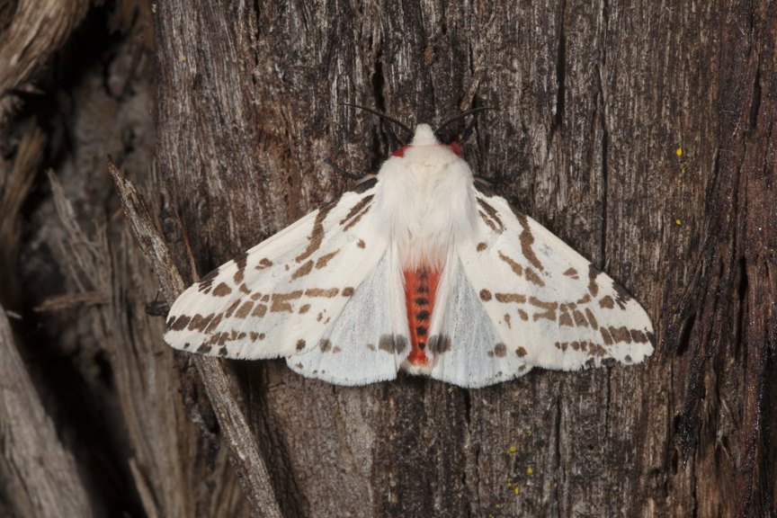 A white, red and brown moth, wings outstretched, on a tree bark