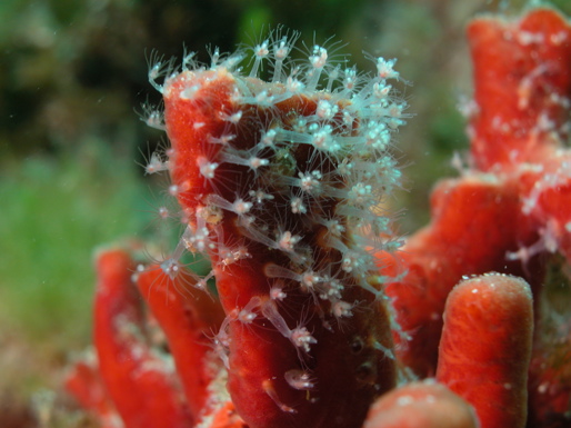 small feather-like animals growing on red coral