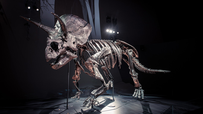 Triceratops skeleton